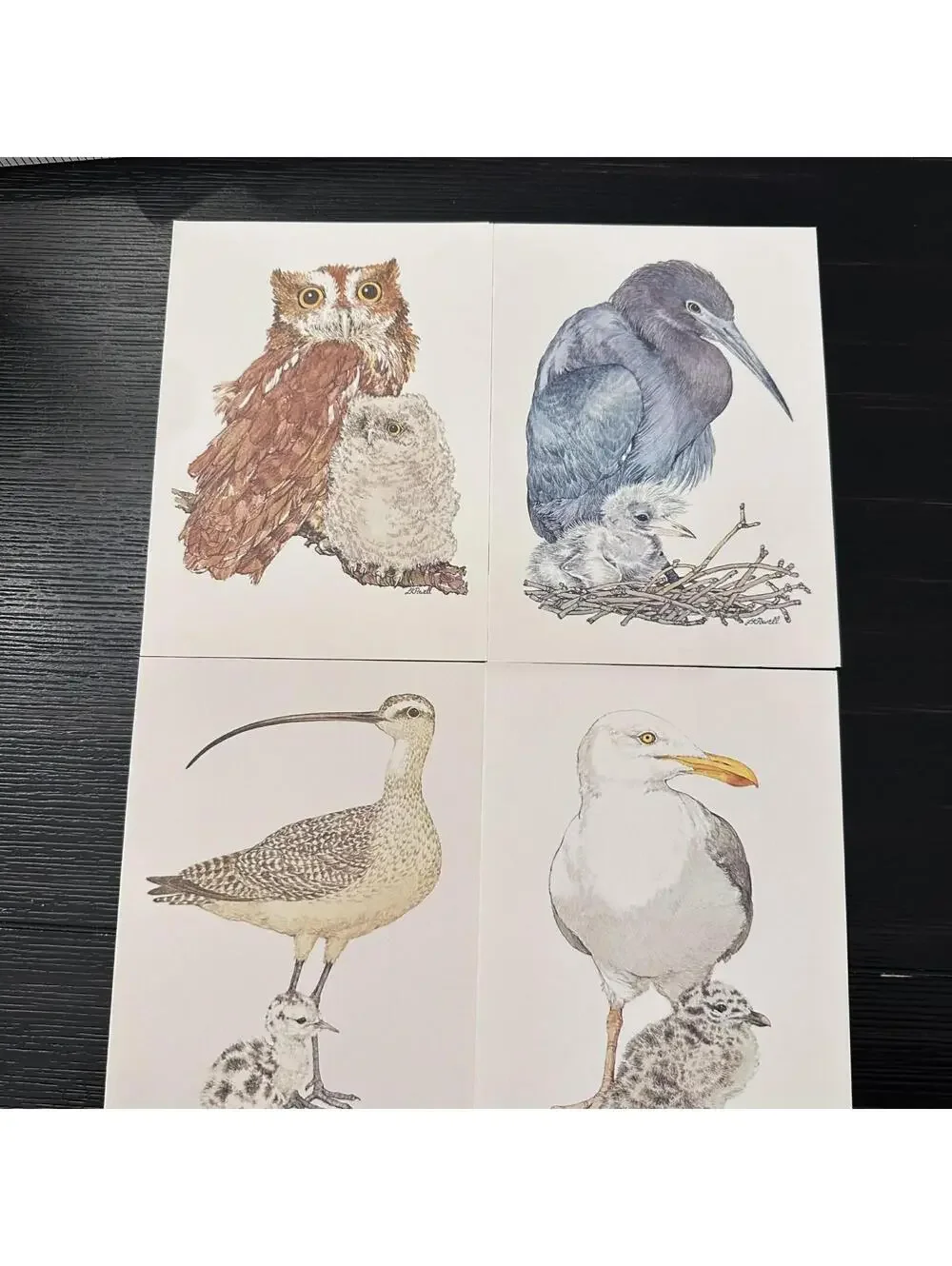 Vintage Current American Wildlife Ecology Cards Assorted Animal 8 Note Cards New